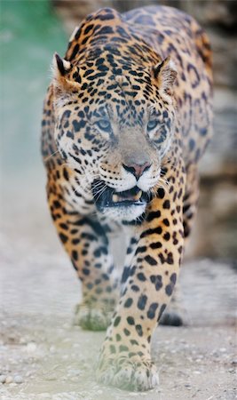 simsearch:400-04355437,k - big wild cat animal in zoo Fotografie stock - Microstock e Abbonamento, Codice: 400-05218760