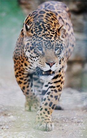 simsearch:400-04355437,k - big wild cat animal in zoo Fotografie stock - Microstock e Abbonamento, Codice: 400-05218761