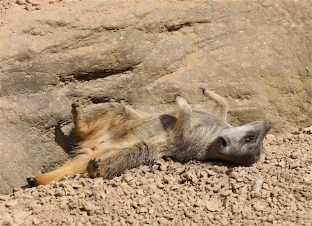 simsearch:400-05233768,k - A young Meerkat enjoying the sun Stock Photo - Budget Royalty-Free & Subscription, Code: 400-05218908