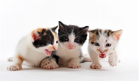 three kitten together on a white background Stock Photo - Budget Royalty-Free & Subscription, Code: 400-05219150