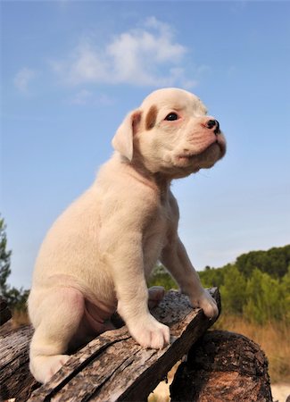 simsearch:400-07480637,k - portrait of a young puppy white boxer Photographie de stock - Aubaine LD & Abonnement, Code: 400-05219185