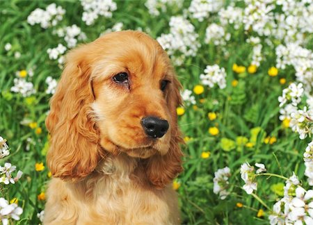 simsearch:400-06067706,k - portrait of a puppy cocker spaniel in a field with flowers Foto de stock - Super Valor sin royalties y Suscripción, Código: 400-05219187