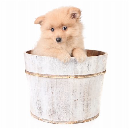 Innocent  Puppy in a Barrel Looking Curiously at the Viewer Stock Photo - Budget Royalty-Free & Subscription, Code: 400-05219260