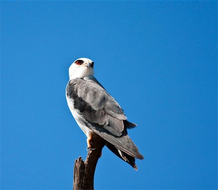Blackshouldered kite sitting on a branch against a bright blue sky Stock Photo - Budget Royalty-Free & Subscription, Code: 400-05219562