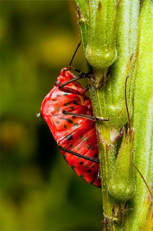 Macro of a red spotted insect on a green twig Foto de stock - Royalty-Free Super Valor e Assinatura, Número: 400-05219626