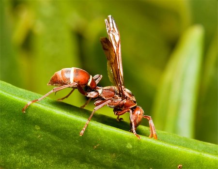 simsearch:400-05235027,k - Macro of a brown wasp on a green plant Stockbilder - Microstock & Abonnement, Bildnummer: 400-05219632