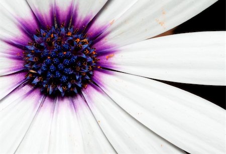 Macro of a white and purple flower with detail Foto de stock - Royalty-Free Super Valor e Assinatura, Número: 400-05219657