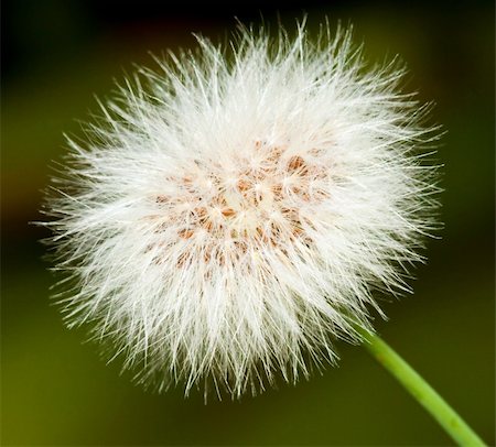 Closeup of a dandelion in full bloom and ready to fly Foto de stock - Royalty-Free Super Valor e Assinatura, Número: 400-05219658