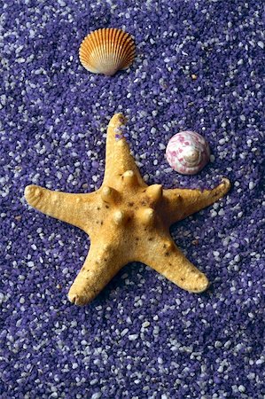 simsearch:400-04106913,k - sea shell and starfishes on lilac sand background Stock Photo - Budget Royalty-Free & Subscription, Code: 400-05219716
