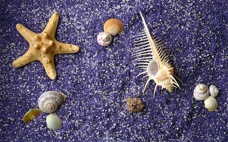 simsearch:400-04106913,k - sea shell and starfishes on lilac sand background Stock Photo - Budget Royalty-Free & Subscription, Code: 400-05219718
