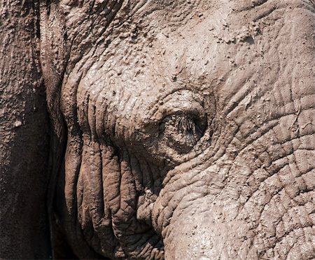 African Elephant head closeup covered with mud Foto de stock - Royalty-Free Super Valor e Assinatura, Número: 400-05219868