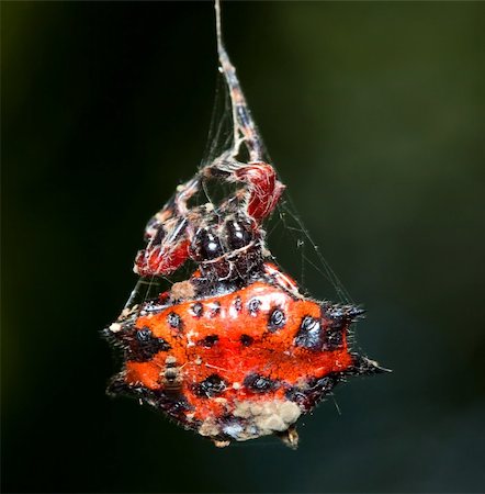 simsearch:640-02770439,k - Macro of a red and orange spider hanginh in his web Foto de stock - Super Valor sin royalties y Suscripción, Código: 400-05219871