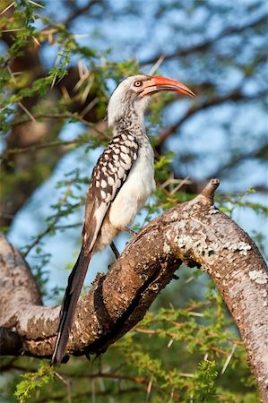 red billed hornbill - Red-billed Hornbill sitting on a branch in the bright sun Stock Photo - Budget Royalty-Free & Subscription, Code: 400-05219881