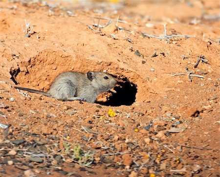 Mouse heading for the safety of his hole Foto de stock - Royalty-Free Super Valor e Assinatura, Número: 400-05219891