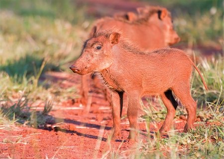 Young Warthog standing on a bush track in grass Foto de stock - Royalty-Free Super Valor e Assinatura, Número: 400-05219892