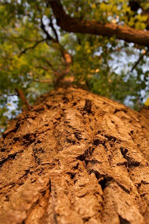 Texture of a tree bark Stock Photo - Budget Royalty-Free & Subscription, Code: 400-05219967