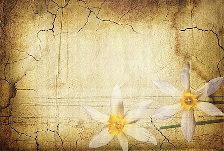 simsearch:400-05359793,k - vintage background image with interesting texture, a flowers narcissus and plenty of space for text 31 Stock Photo - Budget Royalty-Free & Subscription, Code: 400-05210385