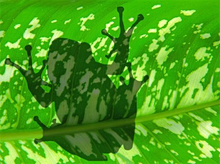 the shadow of frog silhouette over the green plant background Stock Photo - Budget Royalty-Free & Subscription, Code: 400-05210653