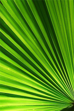 chusam palm leaf section Stock Photo - Budget Royalty-Free & Subscription, Code: 400-05210896