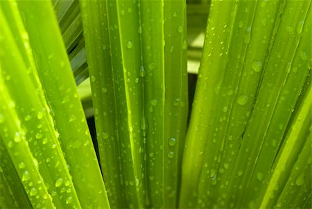 simsearch:400-07258772,k - close up shot of green leaf Stock Photo - Budget Royalty-Free & Subscription, Code: 400-05210927