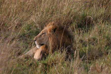 simsearch:400-04885442,k - Male lion laying in the grass in Serengeti NP Fotografie stock - Microstock e Abbonamento, Codice: 400-05211164