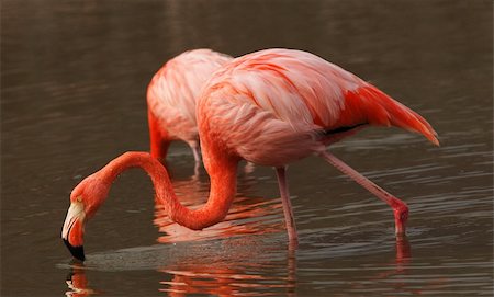 Wonderful red flamingo in the water Stockbilder - Microstock & Abonnement, Bildnummer: 400-05211184