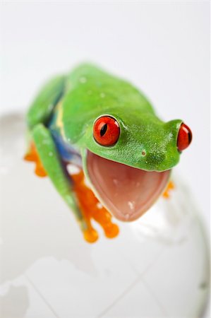 Red eyed tree frog sitting on globe Stock Photo - Budget Royalty-Free & Subscription, Code: 400-05211225