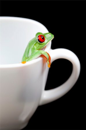 Red eyed tree frog sitting on cup Stock Photo - Budget Royalty-Free & Subscription, Code: 400-05211227