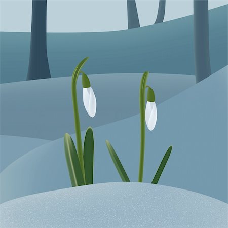 Two snowdrops on snow in early spring. Vector illustration. AI8 compatible eps file Stock Photo - Budget Royalty-Free & Subscription, Code: 400-05212648