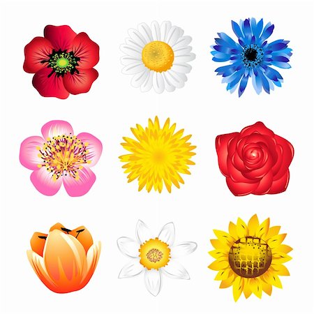 Set of vector  spring flowers isolated on white Foto de stock - Royalty-Free Super Valor e Assinatura, Número: 400-05212693