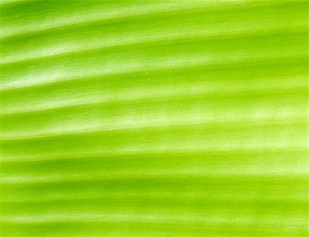 simsearch:400-05015288,k - Closeup of green leaf for background Photographie de stock - Aubaine LD & Abonnement, Code: 400-05213360