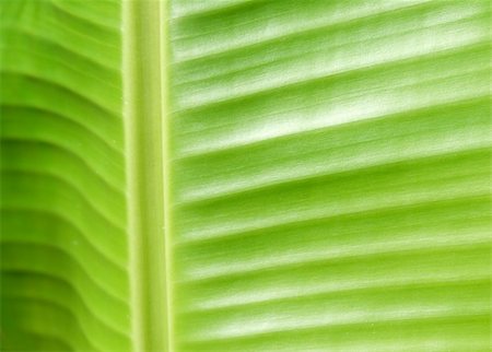 simsearch:400-05015288,k - Closeup of green leaf for background Photographie de stock - Aubaine LD & Abonnement, Code: 400-05213361