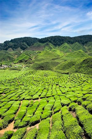 simsearch:400-06921179,k - Tea plantations found in Cameron Highlands, Malaysia Fotografie stock - Microstock e Abbonamento, Codice: 400-05213444