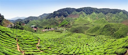 simsearch:400-06921179,k - Tea plantations found in Cameron Highlands, Malaysia Fotografie stock - Microstock e Abbonamento, Codice: 400-05213445