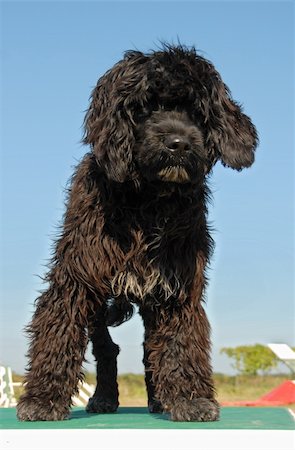 simsearch:400-04611917,k - puppy portuguese water dog upright on a table of agility Photographie de stock - Aubaine LD & Abonnement, Code: 400-05224205