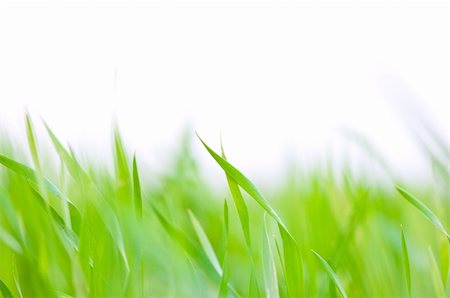 simsearch:400-06174852,k - Grass background - selective focus.  Wheaten field Stock Photo - Budget Royalty-Free & Subscription, Code: 400-05224248
