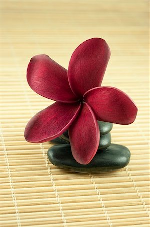 simsearch:400-04519023,k - Tropical Frangipani On Black Stone Spa Concept Stock Photo - Budget Royalty-Free & Subscription, Code: 400-05224280