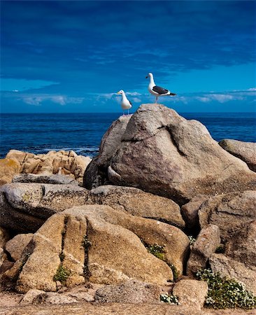 Two sea gulls stand patiently on a large rock framed by a beautiful blue sky Stock Photo - Budget Royalty-Free & Subscription, Code: 400-05224574