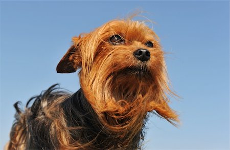 simsearch:400-04615455,k - portrait of a purebred yorkshire terrier on a blue sky, focus on the eyes Foto de stock - Royalty-Free Super Valor e Assinatura, Número: 400-05224611
