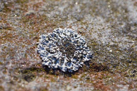 Northern Arctic lichen on the rock close up Stock Photo - Budget Royalty-Free & Subscription, Code: 400-05224635