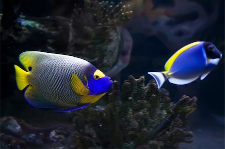 Beautiful exotic tropical fishes under water Stock Photo - Budget Royalty-Free & Subscription, Code: 400-05224712