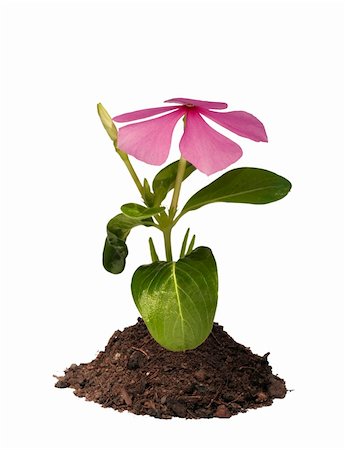 simsearch:400-04700655,k - Pink flower in mound of Earth Stock Photo - Budget Royalty-Free & Subscription, Code: 400-05224820