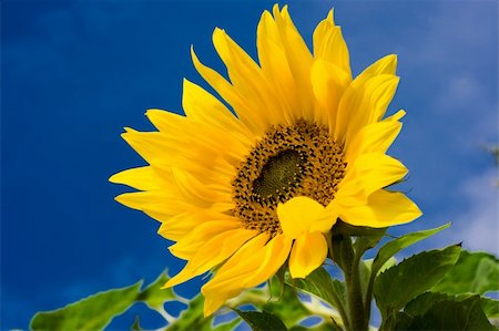 simsearch:400-04751722,k - bright sunflower under blue sky Stock Photo - Budget Royalty-Free & Subscription, Code: 400-05224896