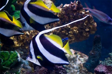 salt water fish aquarium - Colorful Wimplefishes Stock Photo - Budget Royalty-Free & Subscription, Code: 400-05225257