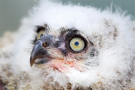 Great Horned Owl young white nestling in close view Photographie de stock - Aubaine LD & Abonnement, Code: 400-05225387