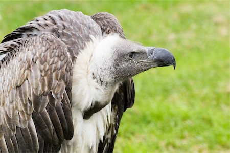 fischadler - Griffon vulture in side angle view with green background Stockbilder - Microstock & Abonnement, Bildnummer: 400-05225389