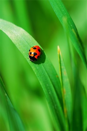 simsearch:400-05883361,k - Little red Ladybird on bright green grass leaves (selective focus on ladybird back) Photographie de stock - Aubaine LD & Abonnement, Code: 400-05225489