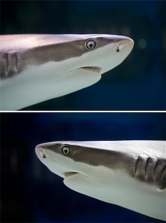 simsearch:400-06769146,k - Reef Shark swimming over tropical coral reef Stock Photo - Budget Royalty-Free & Subscription, Code: 400-05225594