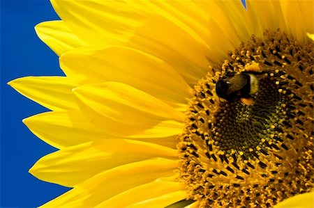 simsearch:400-04751722,k - bright sunflower under blue sky Stock Photo - Budget Royalty-Free & Subscription, Code: 400-05225637