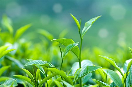 simsearch:400-06921179,k - Close up fresh tea leaves in morning sunlight. Fotografie stock - Microstock e Abbonamento, Codice: 400-05225676